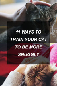 kittyclysm-cat-blog-help-advice-tips1