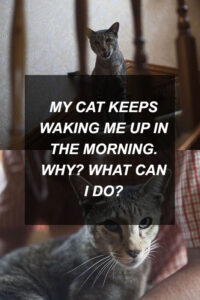 kittyclysm-cat-blog-help-advice-tips2