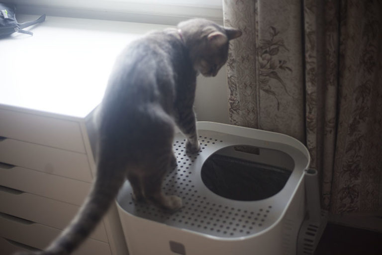 "Why Did My Cat Pee on Me?" 11 Potential Explanations + Solutions