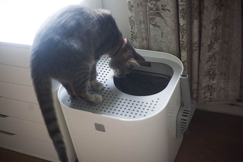 Modko Modkat Minimalist Top Entry Cat Litter Box Review