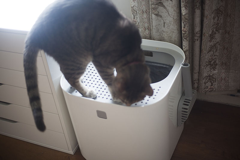 top-entry-cat-litter-box-use-modkat-review-kittyclysm