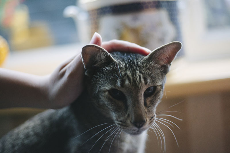 training-cats-to-be-more-cuddly-like-petting