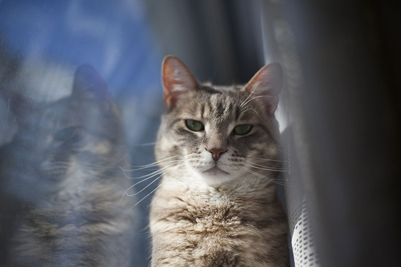 epitomy-of-avery-elise-and-thomas-cat-winter-portrait