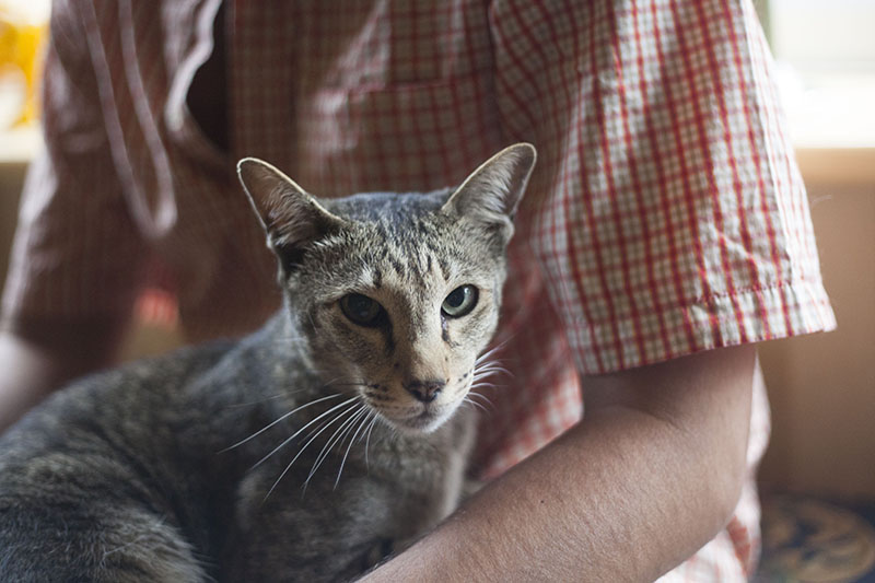 cat-wakes-me-up-in-the-morning-crying-for-food