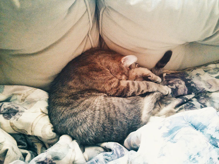 My Cat Sleeps All Day Is This Normal? Is It Unhealthy?