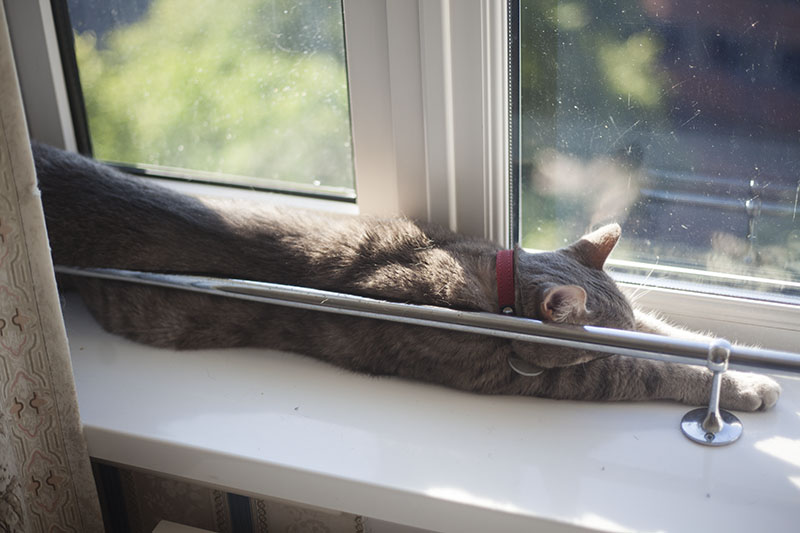 cat-stretching-on-window-sill-sleeping