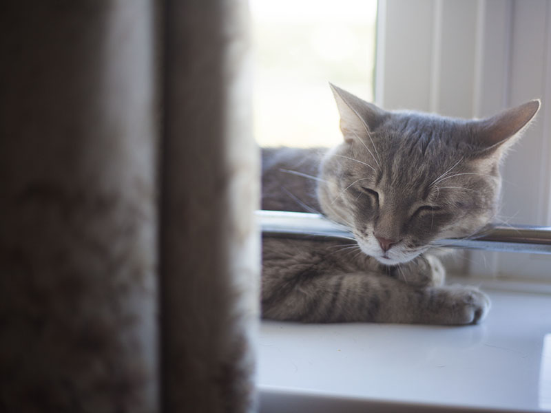 cat-sleeping-on-bar-weird-position-kitty-nap