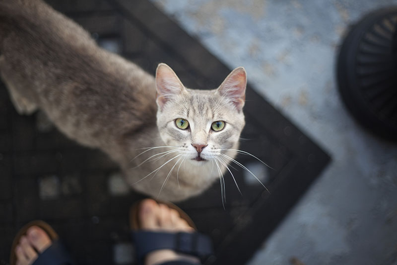 kitty-cat-avery-adopting-first-day-gorgeous-cat