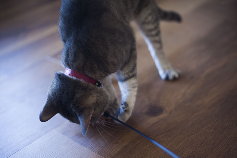 cat-feather-toy-review-interpet-pet-love-kat-tikkler