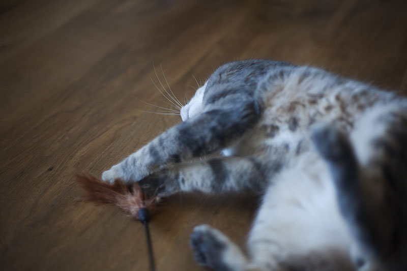 feather-wand-cat-toy-review-interpet-pet-love-kat-tikkler