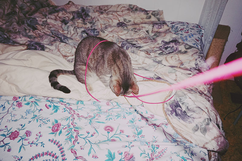 kitty-cat-pet-avery-playing-with-pink-paracord-string