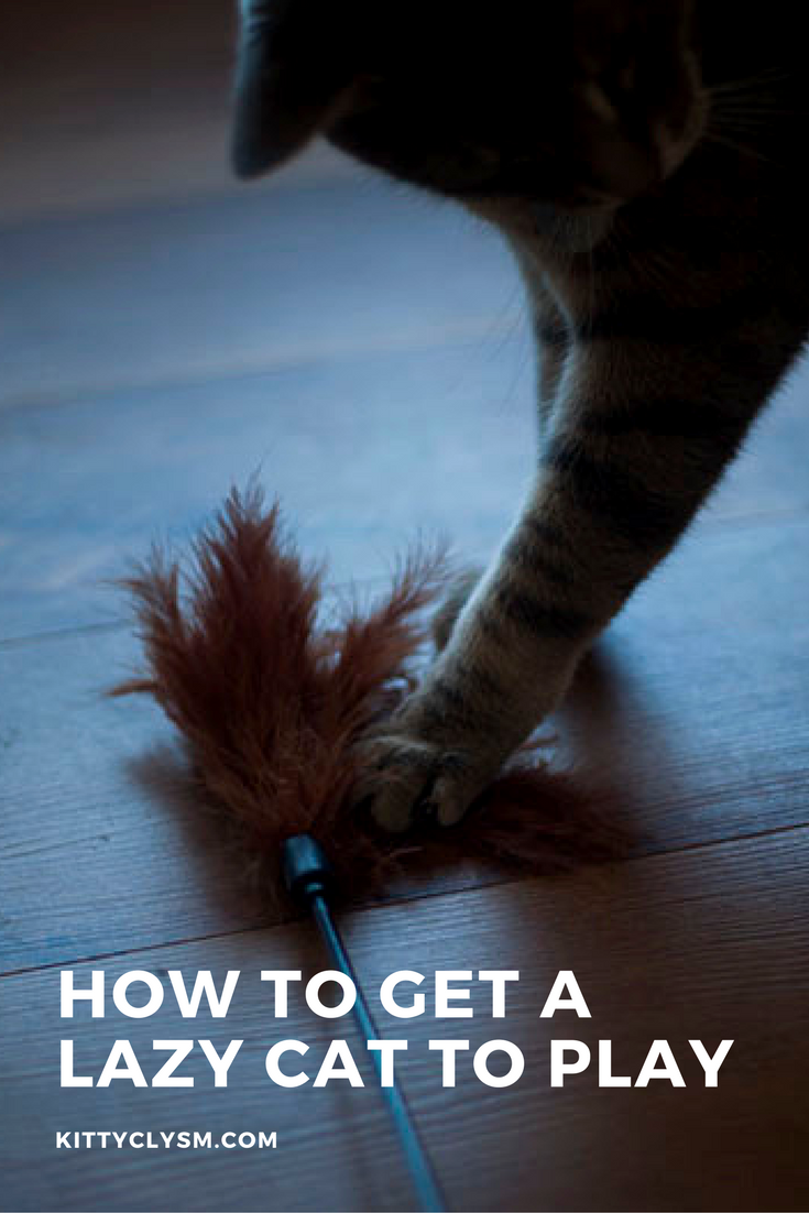 How to Get a Lazy Cat to Play