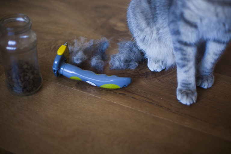 Brushing Your Cat with a Pet Grooming Deshedding Tool