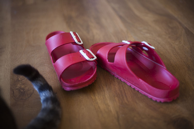 keeping-sandals-around-when-brushing-cat-helpful-tips