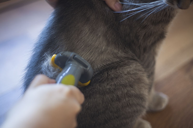 deshedding brush for cats