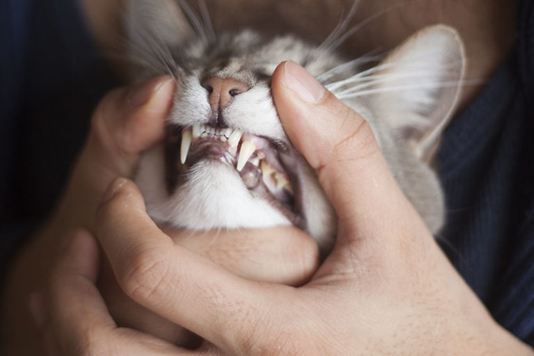 Is Wet, Dry, or Raw Cat Food Better for a Cat's Teeth?
