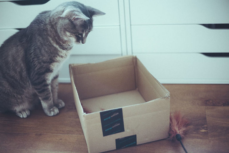 17 Techniques You Can Try to Encourage Your Cat to Play with You