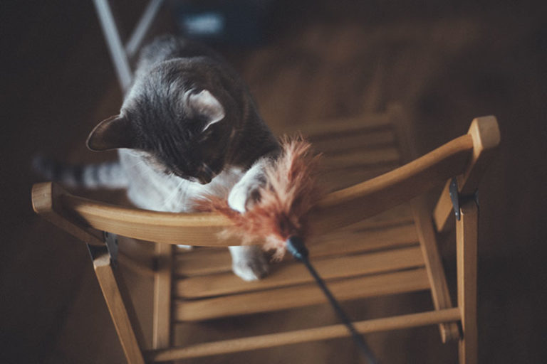 17 Techniques You Can Try To Encourage Your Cat To Play With You 17 Techniques You Can Try To Encourage Your Cat To Play With You