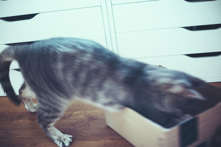 17 Techniques You Can Try to Encourage Your Cat to Play with You
