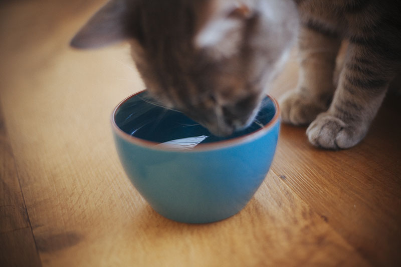 how to get a cat to drink