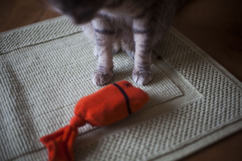 Homemade cat toys clearance made from socks