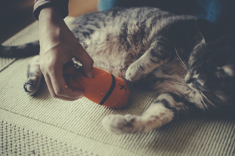 cat-playing-with-homemade-pet-toy-stuffed-sock-fish