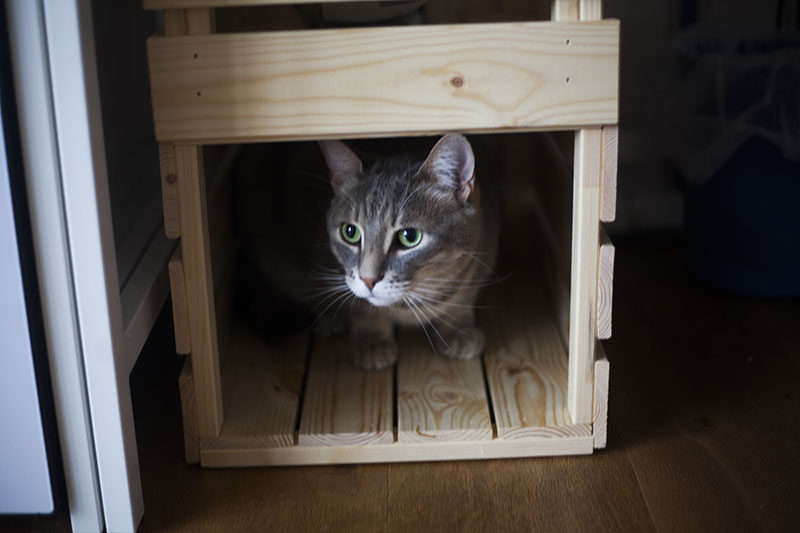Indoor Cat Houses: For Napping, Having Fun, & Lazing About In