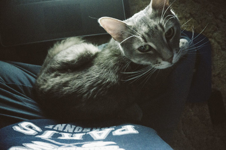 "Why Did My Cat Pee on Me?" 11 Potential Explanations + Solutions