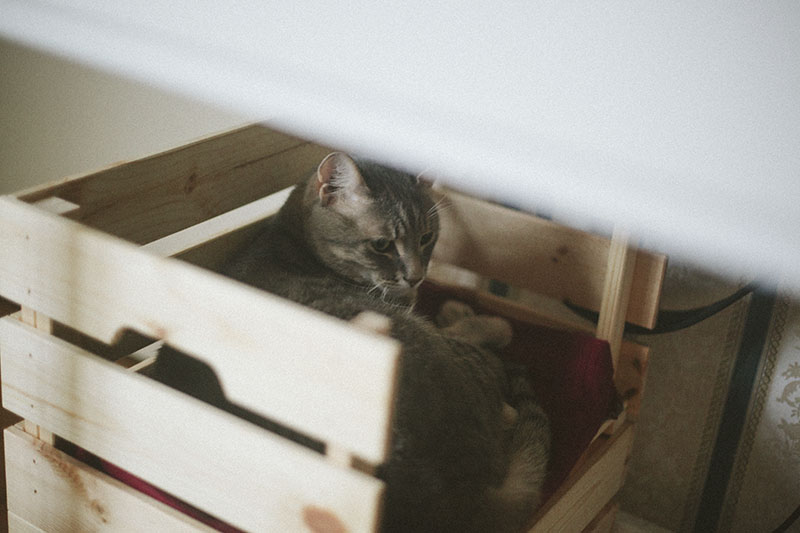 ikea-cat-bed-diy-kitty-sleeping-elevated-nap.jpg