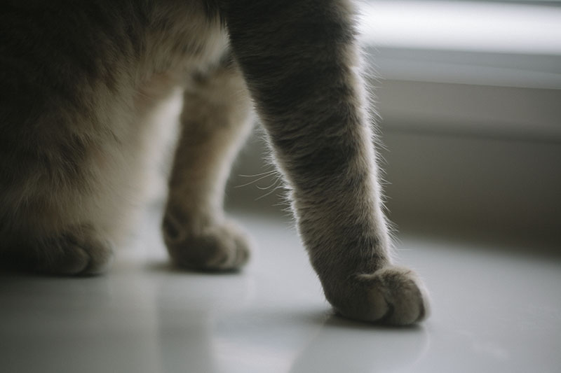 cat-whisker-on-kitty-arms-close-up-photograph-clear