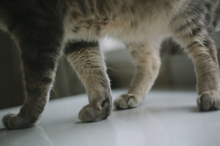 Why Do Cats Have Whiskers? Their Purpose What Cat Whiskers Are For