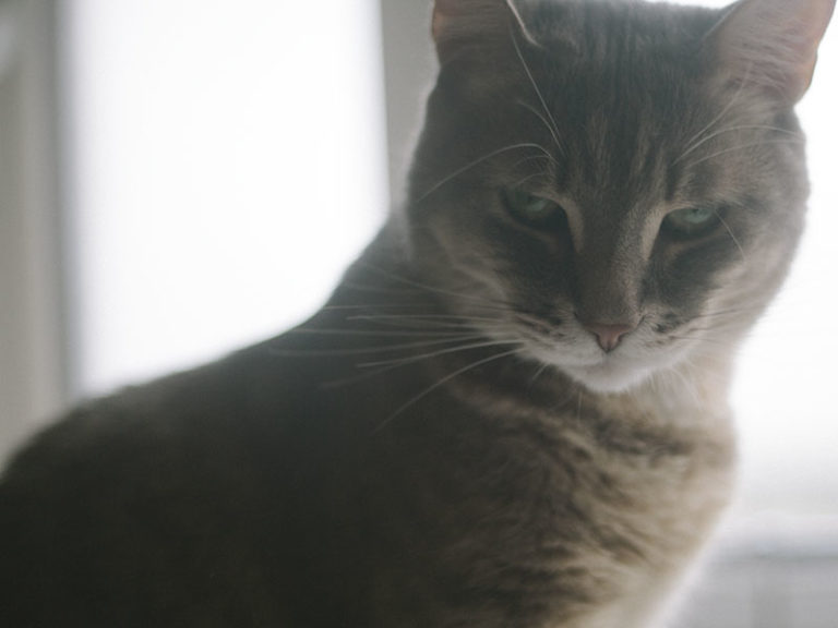 Why Do Cats Have Whiskers? Their Purpose What Cat Whiskers Are For