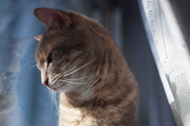 Why Do Cats Have Whiskers? Their Purpose What Cat Whiskers Are For