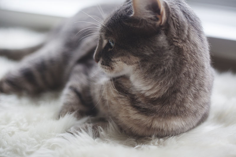 cat-resting-on-sheepskin-genuine-fur-rug-scratch-post-alternative