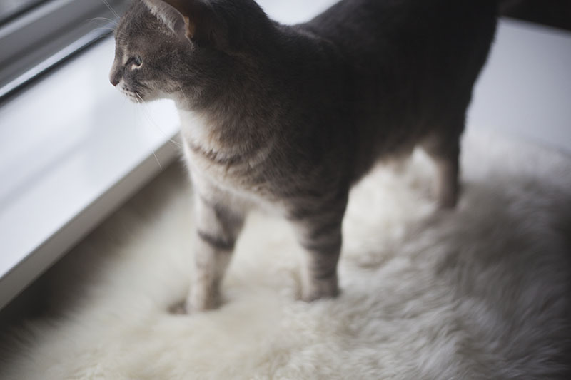 Cat Kneading Why Cats Knead Things People With Their Paws