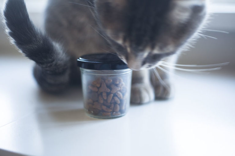 My Cat Eats Too Fast! How Can I Get Kitty to Slow Down Eating?