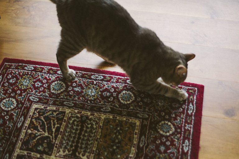"Stop Claws off the Couch!" How to Train Cats to Not Scratch Furniture