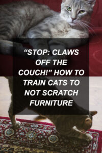 kittyclysm-cat-blog-help-advice-tips3