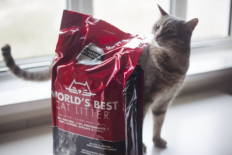 World s Best Cat Litter Whole Kernel Corn Kitty Litter Review