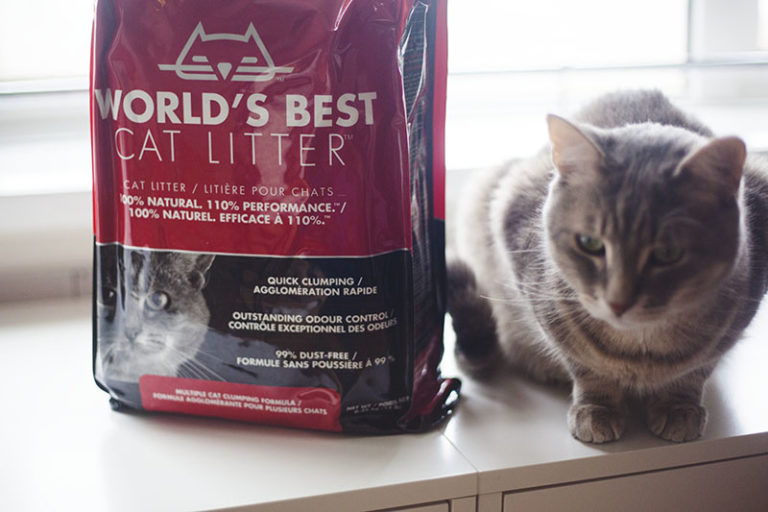 World's Best Cat Litter WholeKernel Corn Kitty Litter Review