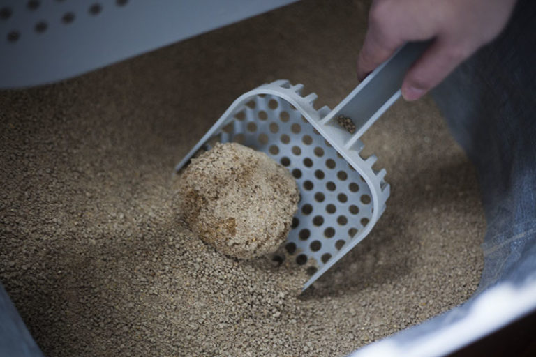 World's Best Cat Litter WholeKernel Corn Kitty Litter Review