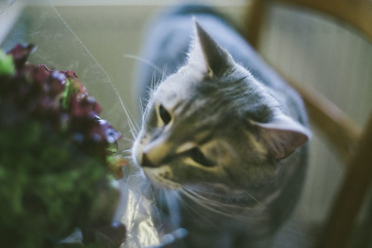 My Cat Likes Lettuce! Can Cats Eat Lettuce? Is It Safe to Feed to Cats?