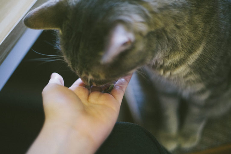 My Cat Likes Lettuce! Can Cats Eat Lettuce? Is It Safe to Feed to Cats?