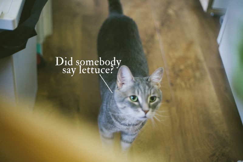 did-somebody-say-lettuce-meme-cat-loves-leafy-greens