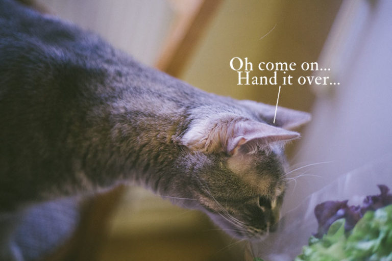 My Cat Likes Lettuce! Can Cats Eat Lettuce? Is It Safe to Feed to Cats?