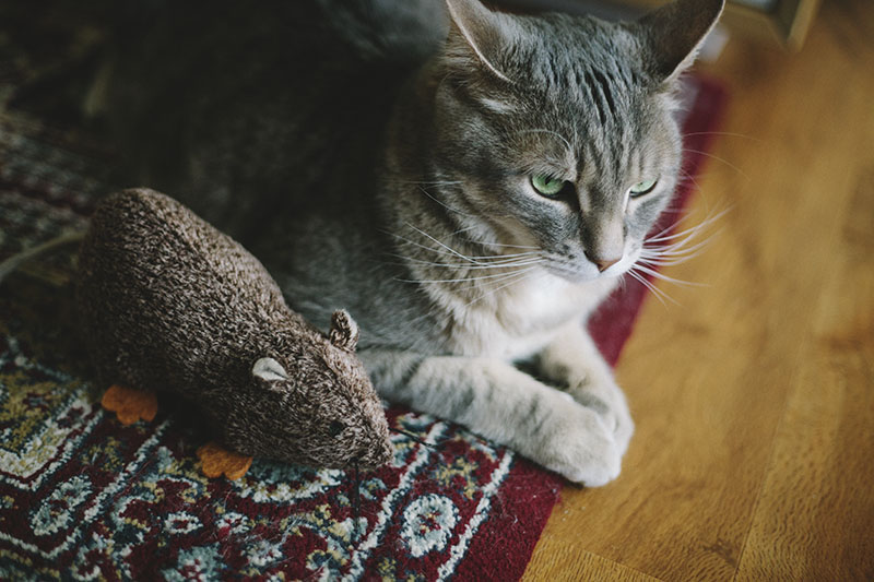 catnip toys