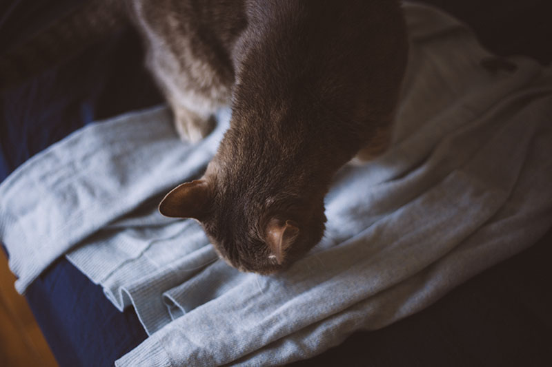 cat-sniffing-clothing-pet-ownership-suffering-kitties