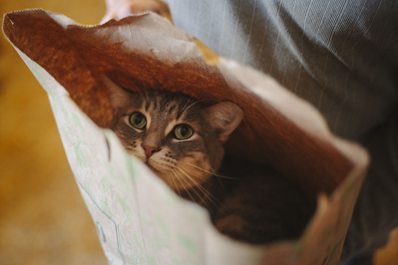 cute-kitty-playing-in-box-happy-entertained-cat