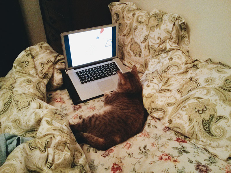 cat-watching-youtube-videos-on-mac-laptop