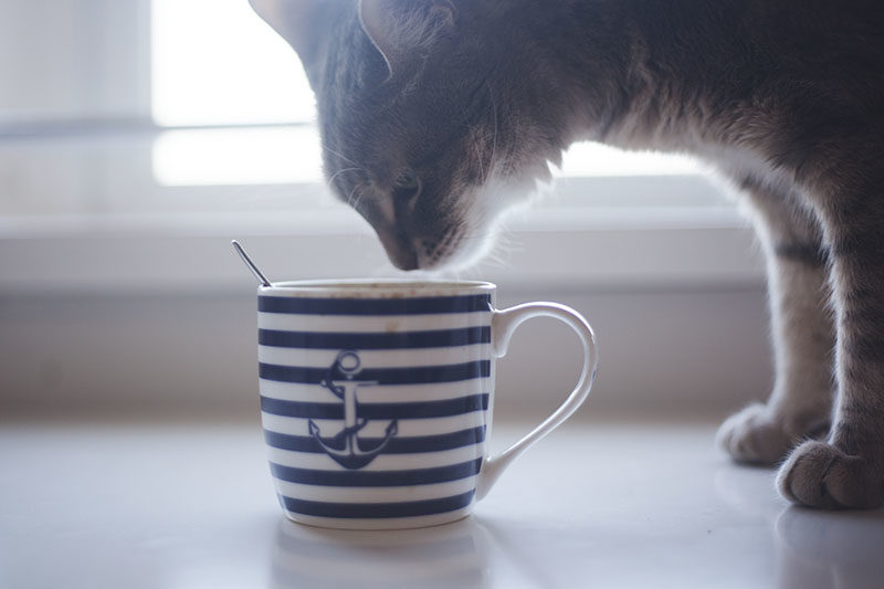I Had No Idea So Many Amazing Cat Mugs Existed… Now I’m Obsessed